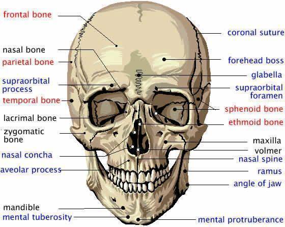 Skull Anatomy - Cranial Bone and Suture Labeled Diagram, Names