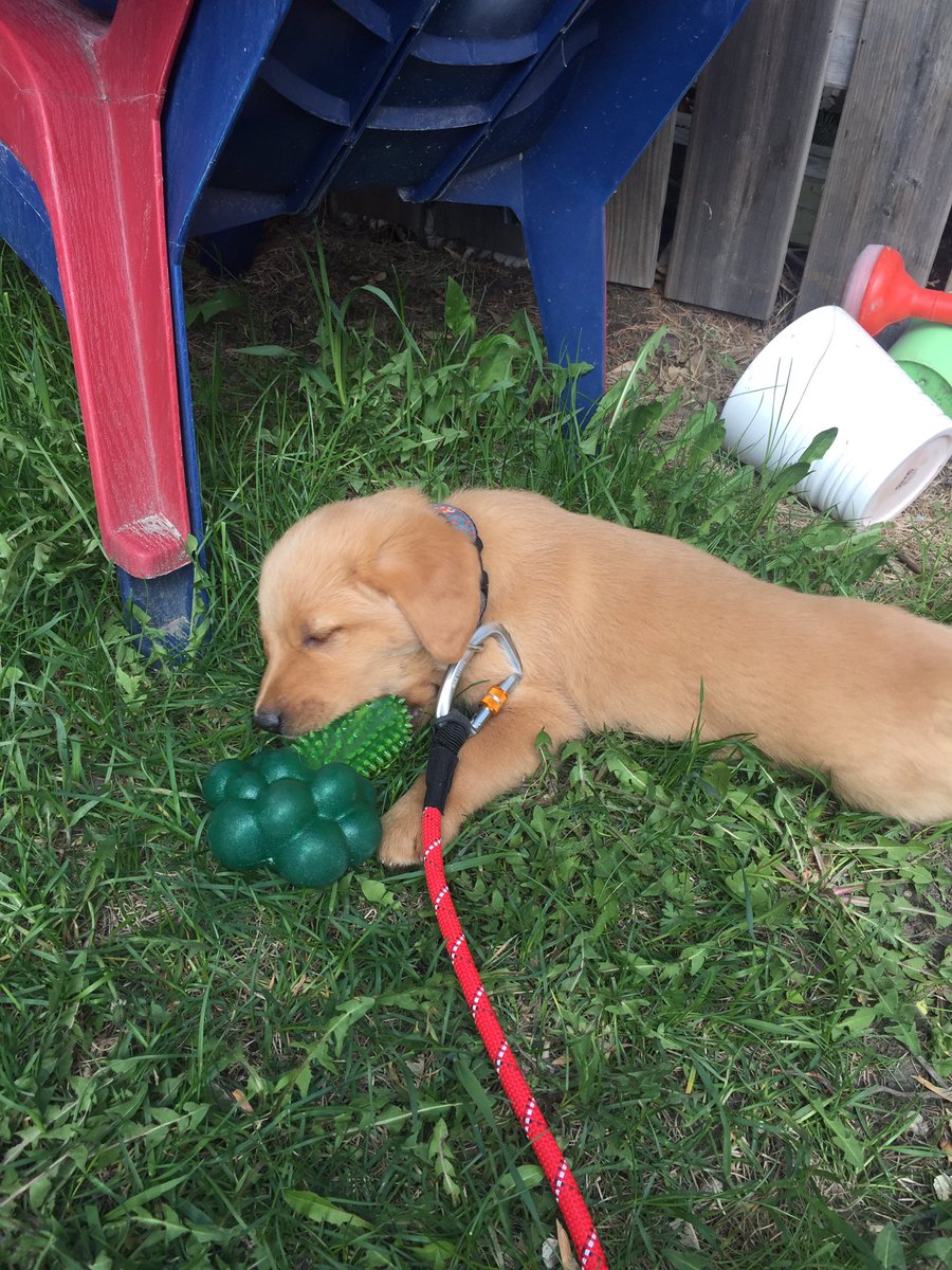 SpaceKing8's tweet photo. @dog_rates Obviously sent it to Instagram first. https://t.co/RyiLmcQa6z
