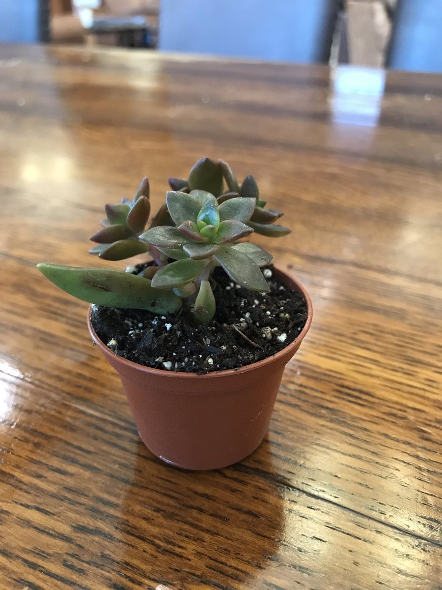 SGPrilliman's tweet photo. Was minding my own business when I was  ambushed by @OCUTriBeta. Now I have a plant. https://t.co/MFrfaqUnUV