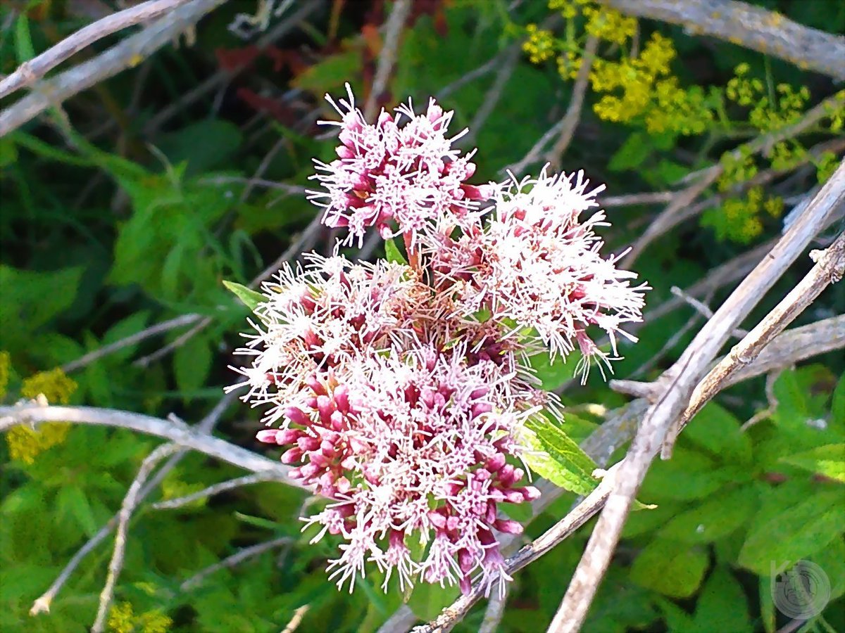 KentstepP's tweet image. Latest set, 26082019, Shoreham &amp;amp; Arun river, Sussex, UK