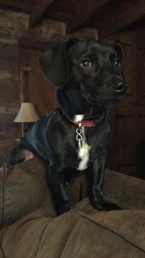 AbbyCarrell's tweet photo. Happy #NationalDogDay from my favorite pup https://t.co/2d2daS0j8B