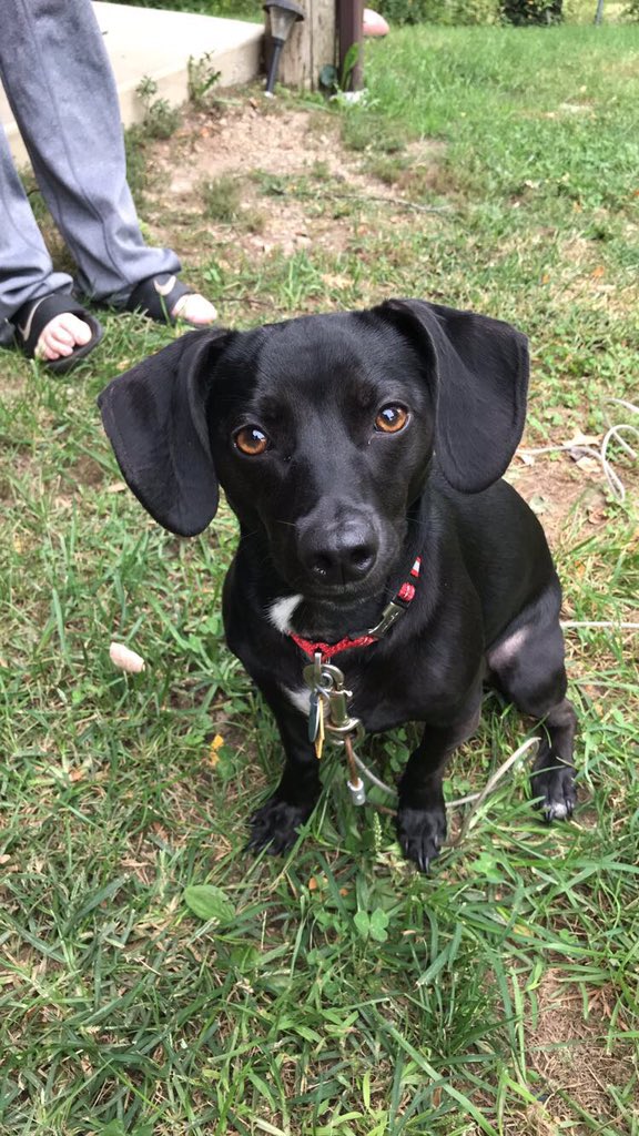AbbyCarrell's tweet photo. Happy #NationalDogDay from my favorite pup https://t.co/2d2daS0j8B