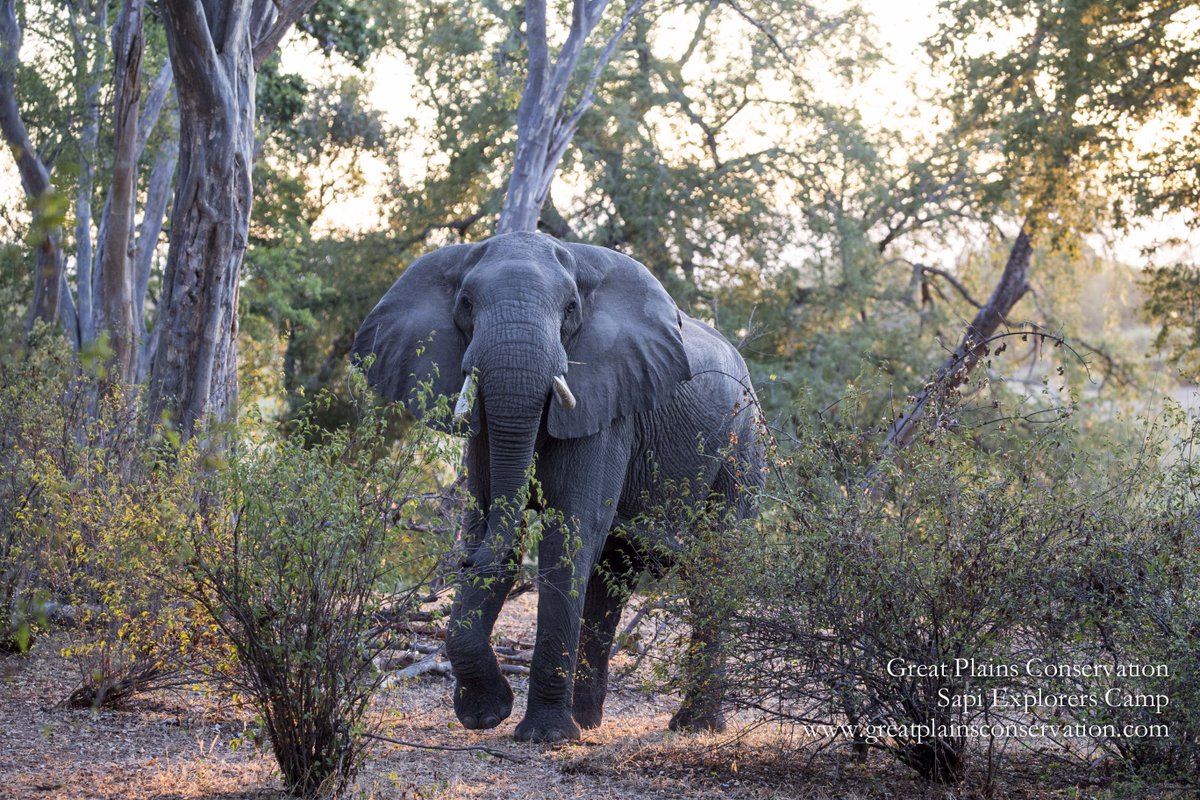 GreatPlainsCons's tweet photo. Emerging quietly from Sapi's beautiful forest, a wise face and low, rhythmic rumbles. What a pleasure to share space with this incredible creature.
#SapiExplorers #ZimbabweSafari #Thejoyofelephants #whyzimbabwe #tripofalifetime https://t.co/rLwU4AKItG