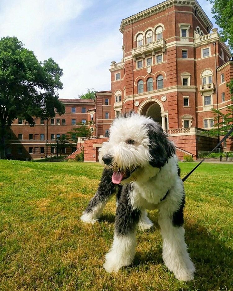 OregonState's tweet photo. Help us make the greatest dog thread the world has ever seen! OSU swag not required, we just want mega floof joy. 🐶📷#InternationalDogDay https://t.co/BWhnofWHgL
