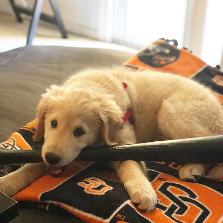OregonState's tweet photo. Help us make the greatest dog thread the world has ever seen! OSU swag not required, we just want mega floof joy. 🐶📷#InternationalDogDay https://t.co/BWhnofWHgL