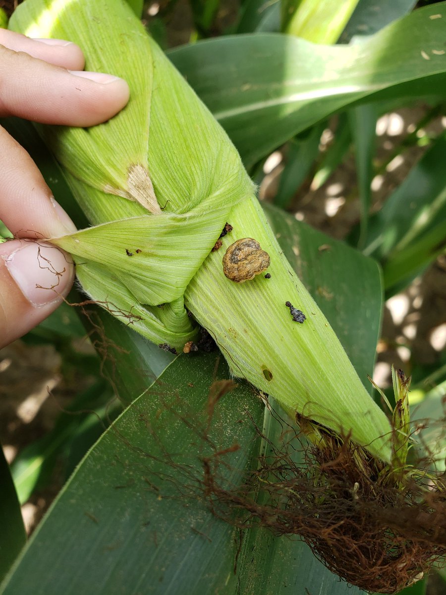Spotted a few #westernbeancutworm 🐛 hangingout in the corn ears this morning