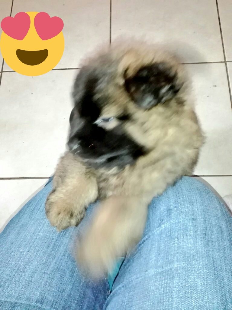 Elmy64799372's tweet image. Aqui con Robinson #CachorroChowChow