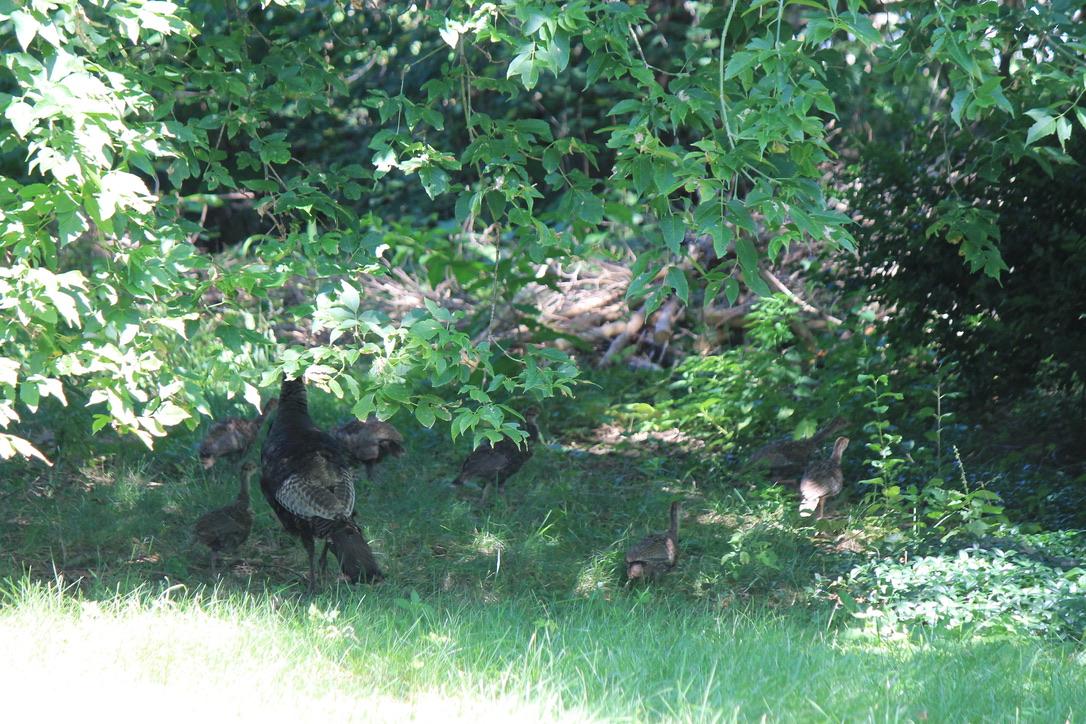 The resident Turkey's have done well this year, 7 chicks.