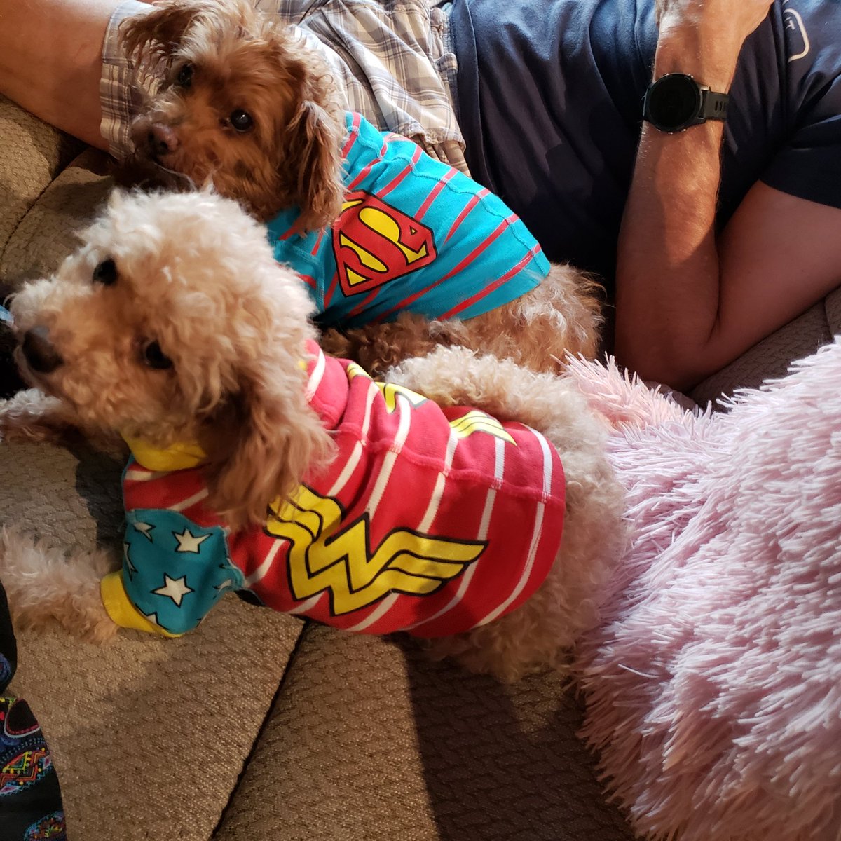 Beezelnut's tweet photo. @dog_rates https://t.co/n4ouklUxtN