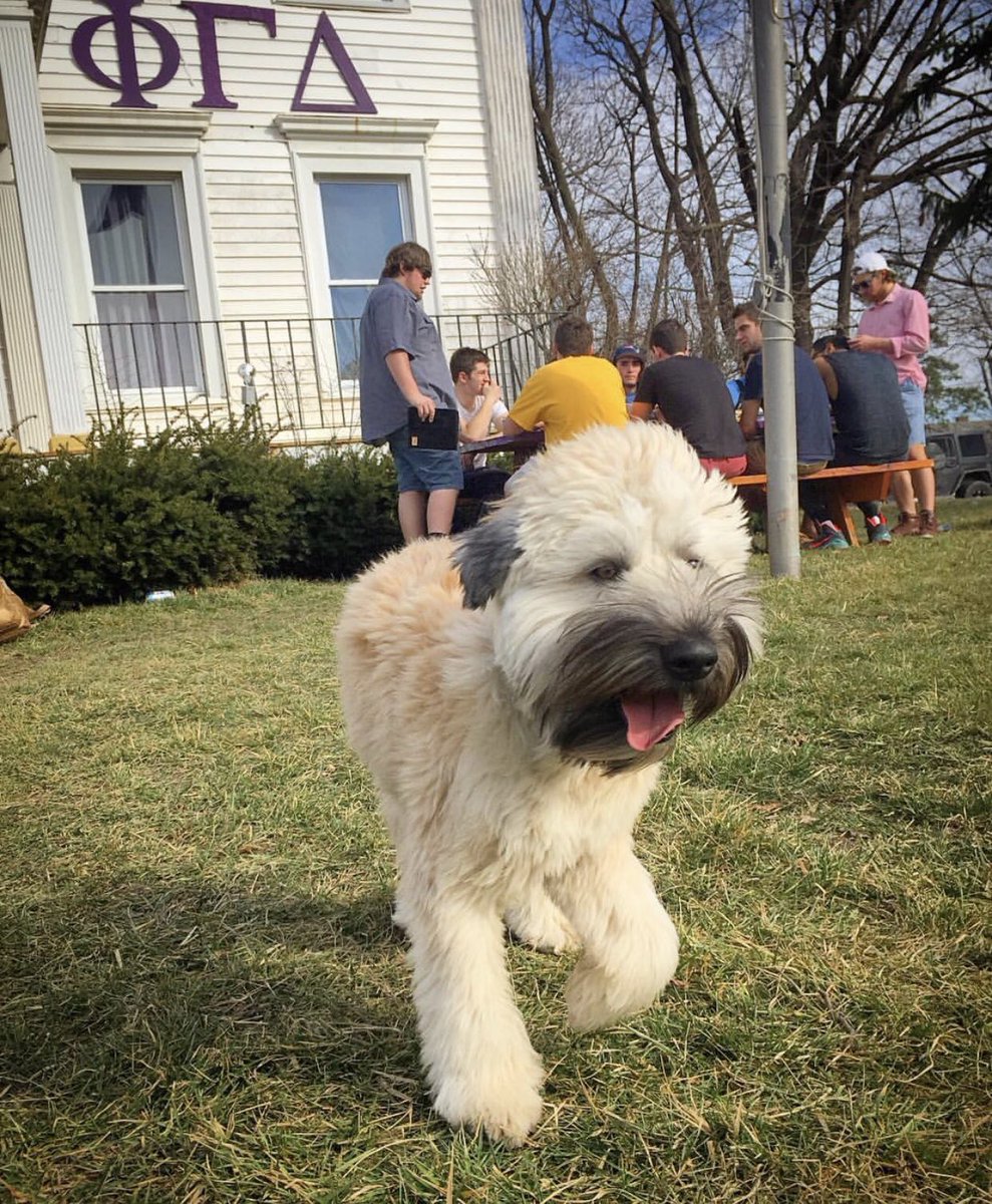 Happy #NationalGoodBoyDay...I mean #NationalDogDay2019