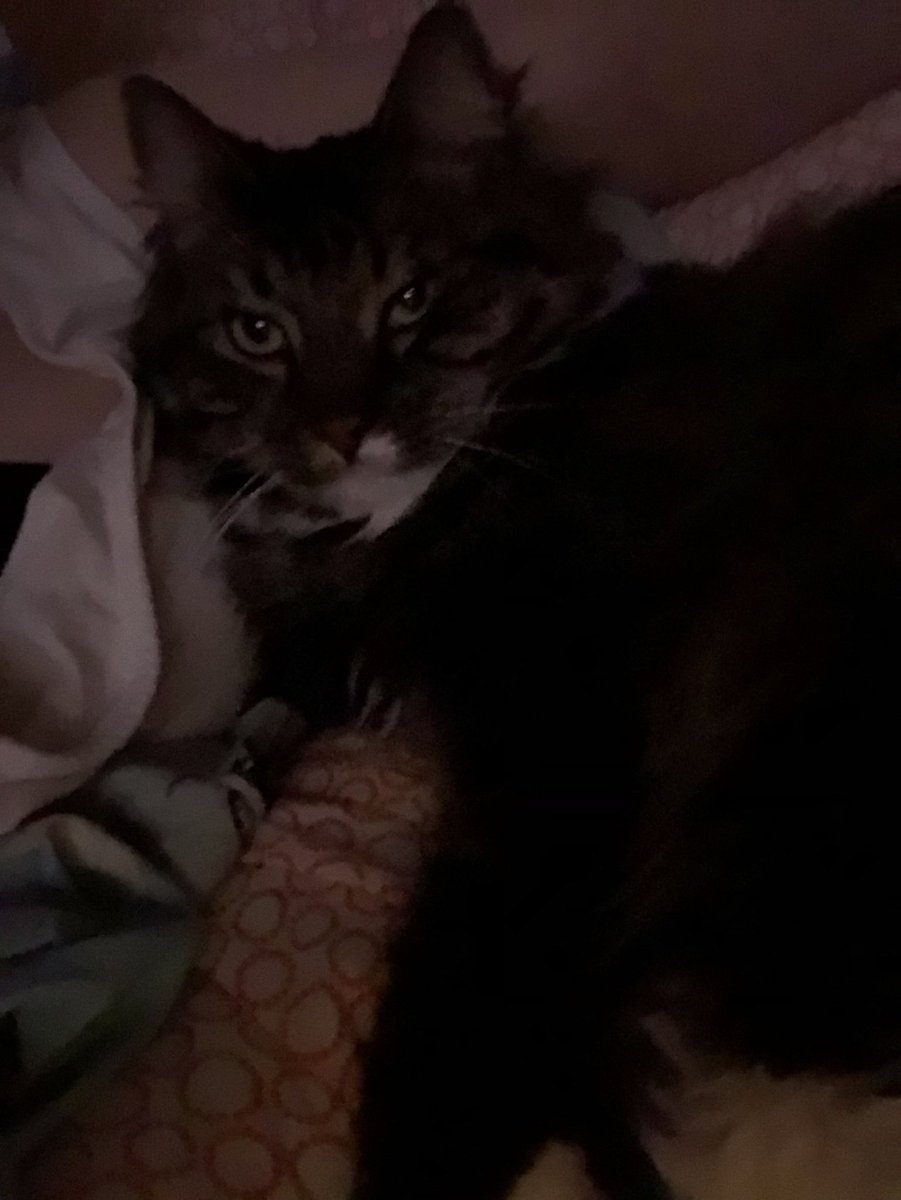 chaemyi's tweet photo. hence why this is even harder for me to understand actually happened. I will be taking a break from this acc for however long it takes me to get somewhat back to normal &amp; not feel devastated. Please give your pet a kiss and hug from me. Feel free to break the mutual whatever idc https://t.co/C1sEKoL2Bq
