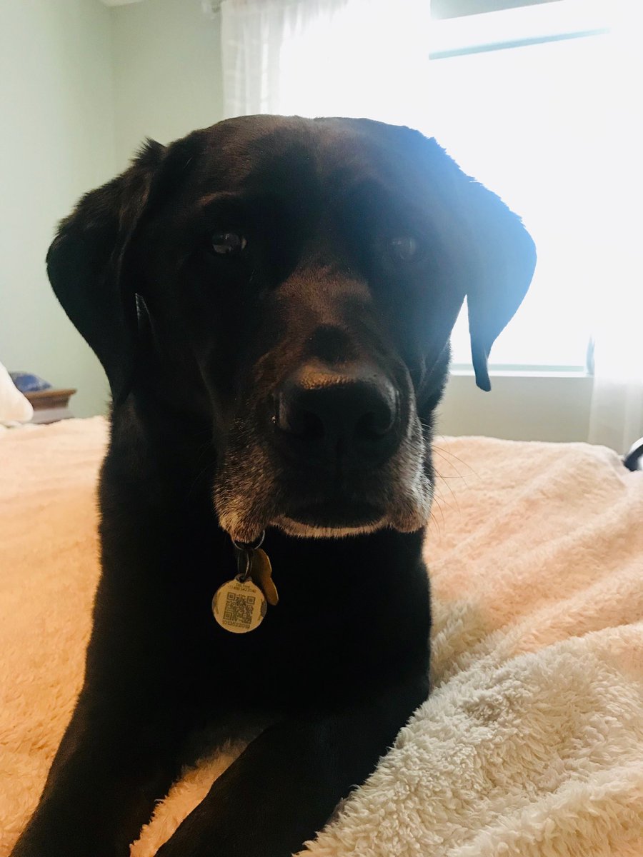 My angel ❤️#InternationalDogDay