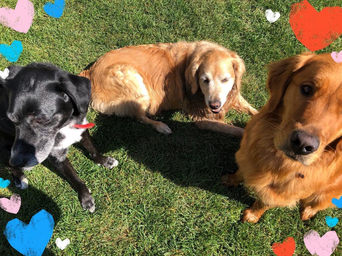CherylHerperger's tweet photo. Happy International and National Dog Day from my mutley crew Bella, Brewster and Levi 🐾❤️🐾 #happyinternationaldogday #happynationaldogday #happynationaldogday🐶 #bella #levi #brewster #hungarianhounds #hungarianhoundsofinstagram #bestdogsever #mypack https://t.co/CmX8WnQkFM