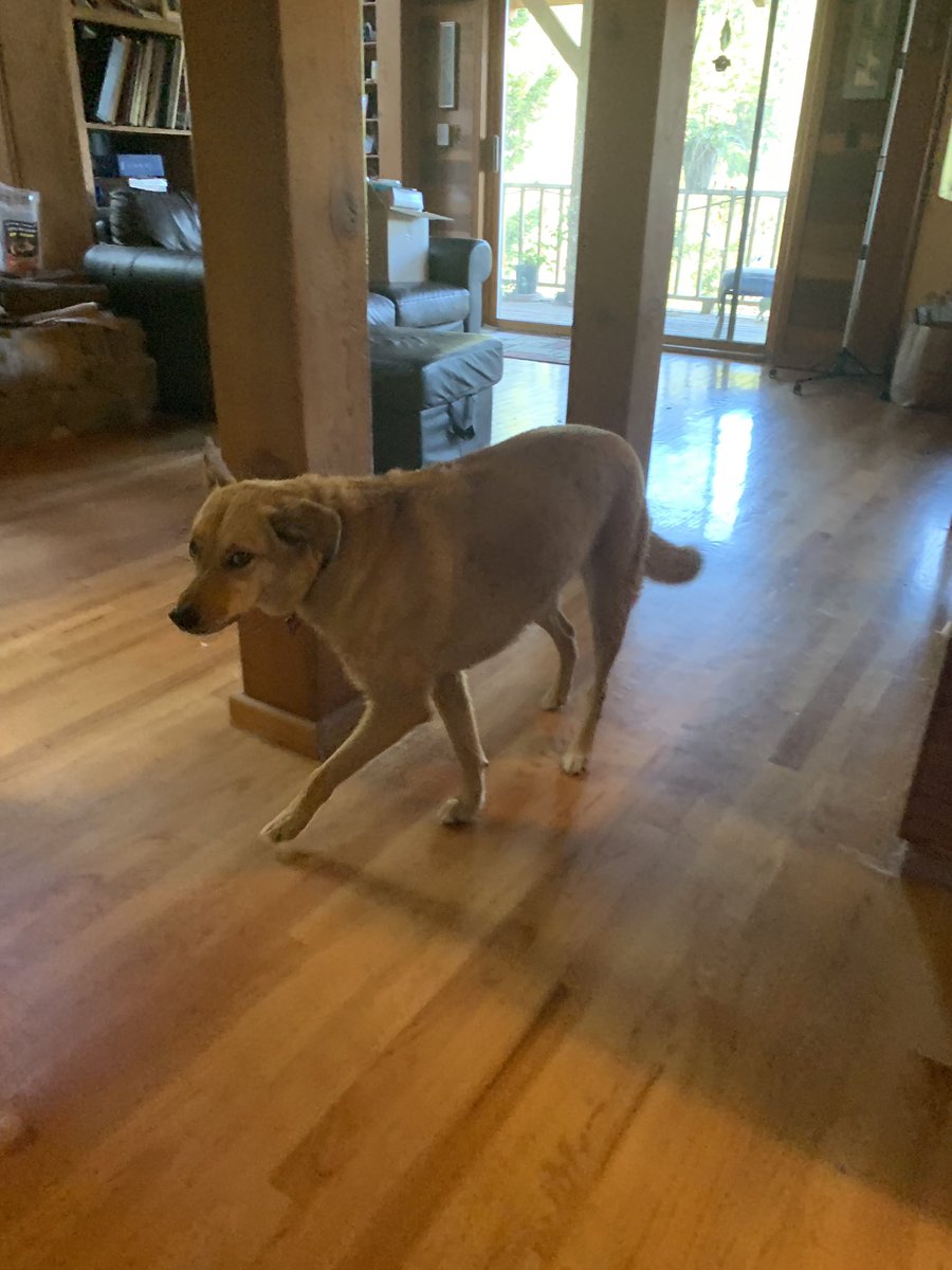 VioletMenace's tweet image. Getting the mean mug from Bubbles for #InternationalDogDay #muttsoftwitter