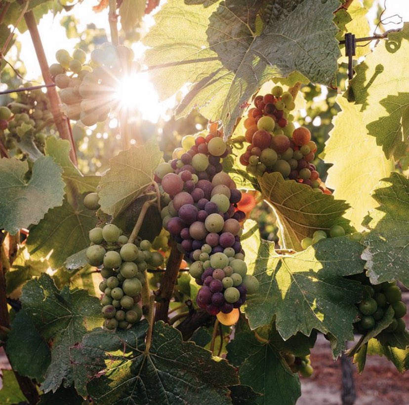 Golden Hour 🍇 .
.
Harvest is about 3 weeks away, depending on the weather. We’re looking forward to the hustle! 
#harvest #vinetowine #wine #winetastinf #santabarbaracounty #staritahills #pinotnoir #chardonnay #syrah #cheers