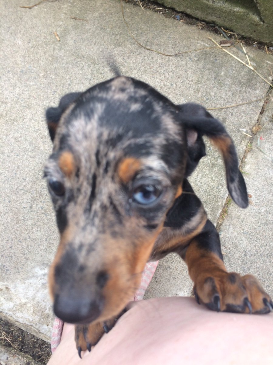 tamisnuts's tweet photo. @Metro_Bank #MBPuptography beautiful eyes . This is April our new pup https://t.co/xMo8O45RU4