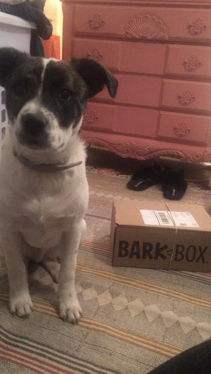 brittbrittabb's tweet photo. @barkbox @nycgmc Here is more cuteness overload &amp; reasons why Milo should be oh so honored to have a song !! 😍💕 PLUS Milo LOVES getting his bark boxes - I can’t bring a box in the house w/o him thinking its for him! https://t.co/ygjpUY9J7p