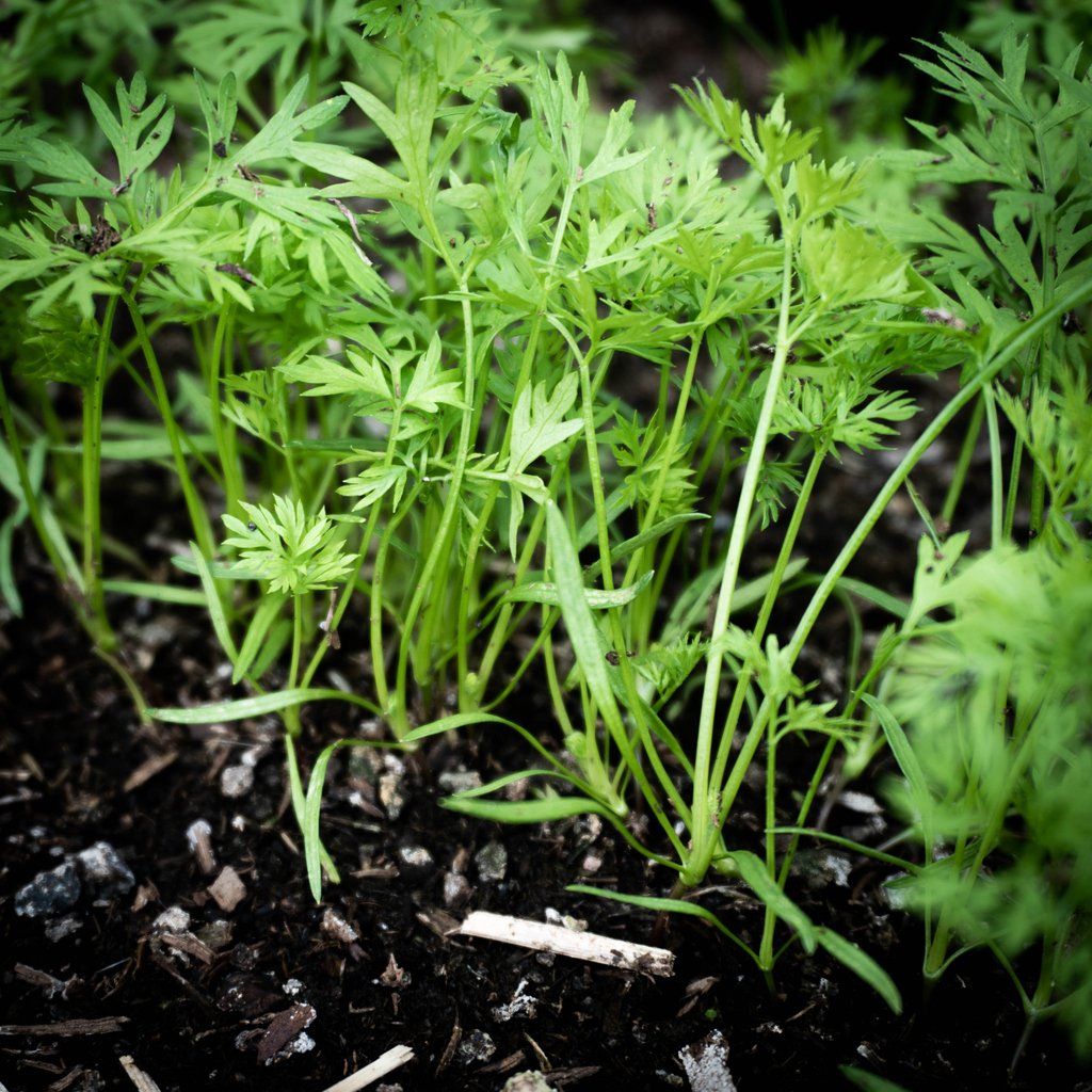thegreenco's tweet photo. 🥕James Wong a.k.a. @Botanygeek  points out that harvesting carrots in the colder months means sweeter roots. This is because the carrot converts the starch into sugars that serve as a type of antifreeze for the plant. Let's see how this little experiment goes!!!🤞🏻#carrot #garden https://t.co/4OVdAD4OgF
