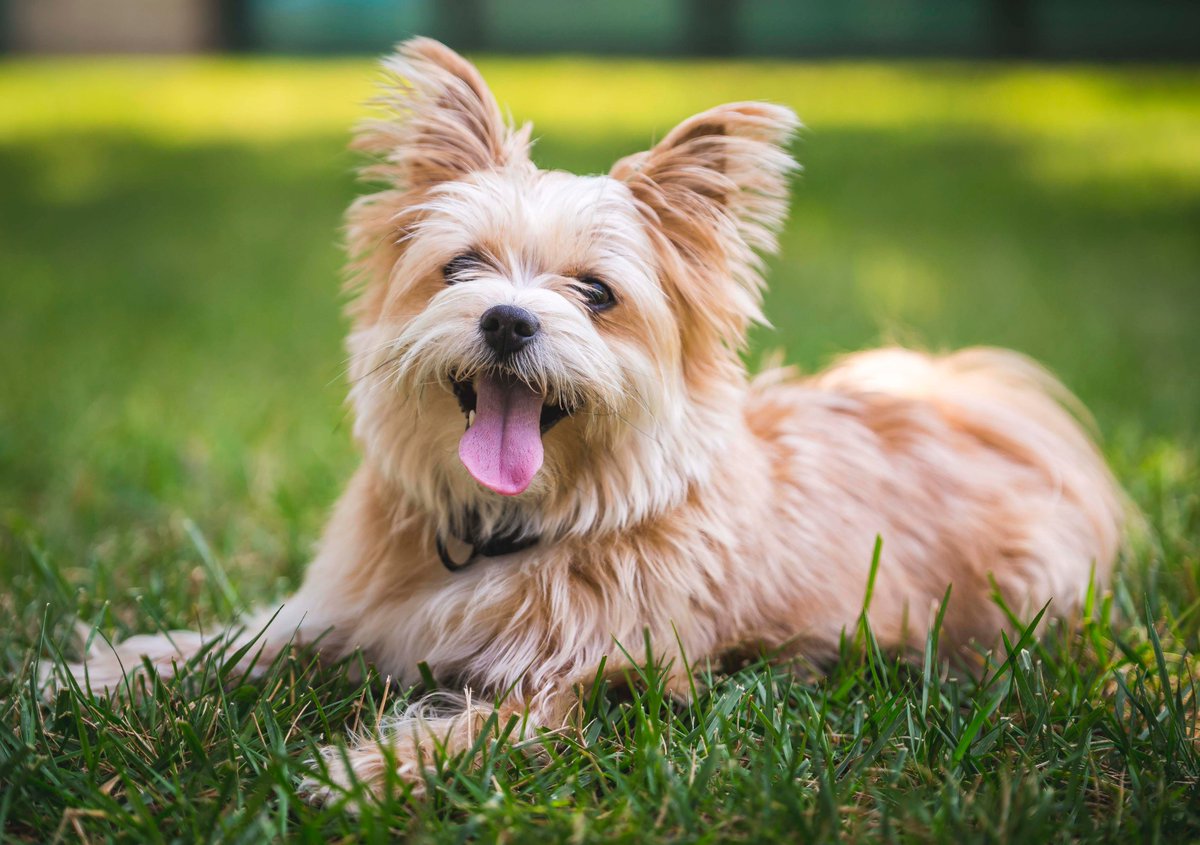 astiusa's tweet photo. We work alongside our furry companions everyday at ASTi. Just one of the reasons we made the @Washingtonian's #50GreatPlacestoWork list. #ASTiDogs #NationalDogDay https://t.co/ZjYHlhoJOV