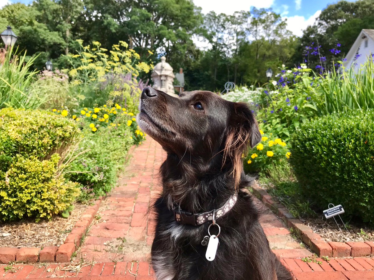 Happy #internationaldogday to our office pup Remington! Share with us a pic of your pup!