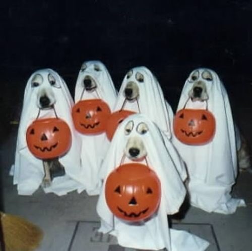 WPIUSAUK's tweet photo. Happy National Dog Day https://t.co/4w7gfzIUjr