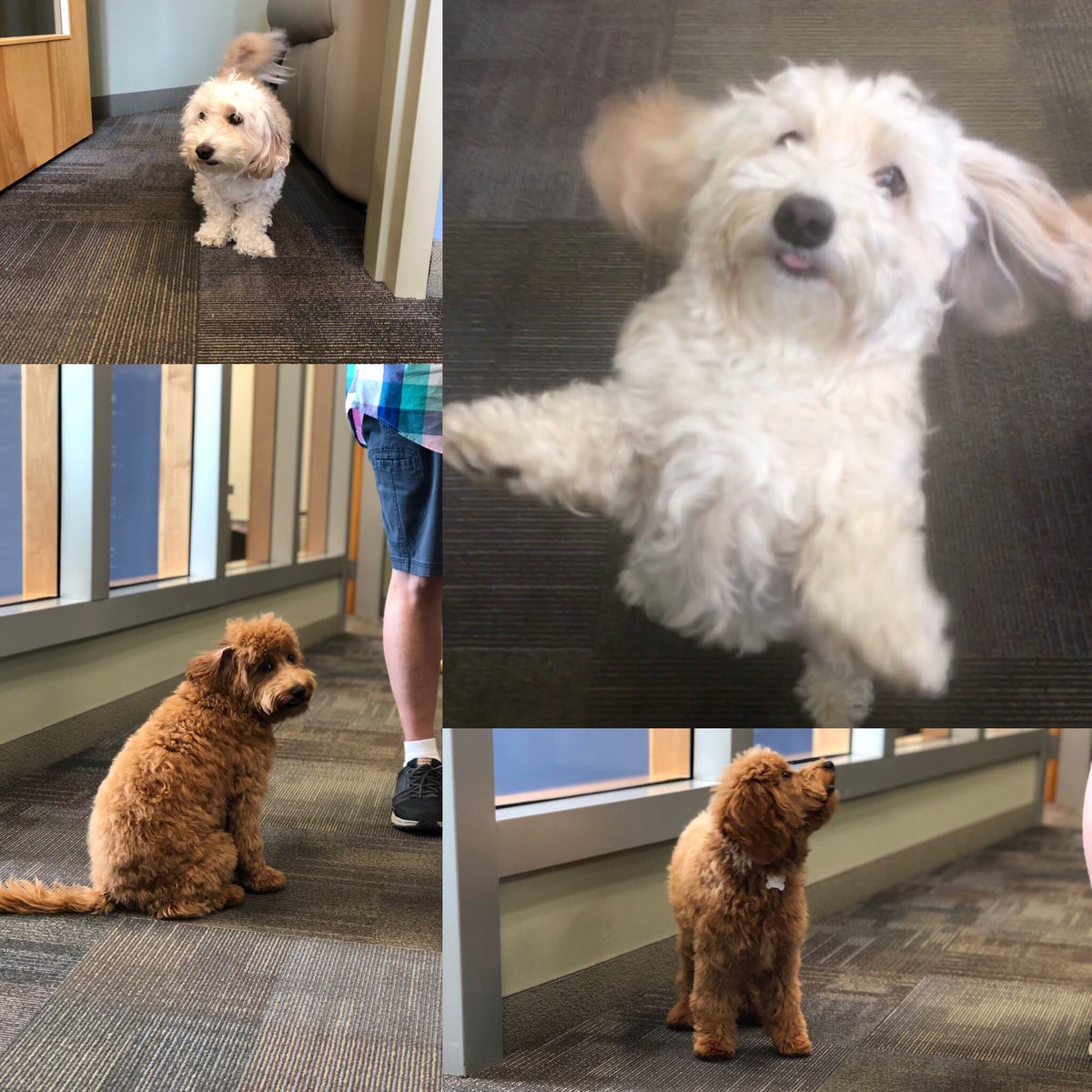 Brandy and Jax would like to wish you all a happy <a href="/NationalDogDay/">National Dog Day™</a> from the team at <a href="/EllisCommercial/">Ellis Commercial Development</a> 
#cre #commercialrealestate #dogsatwork #maine