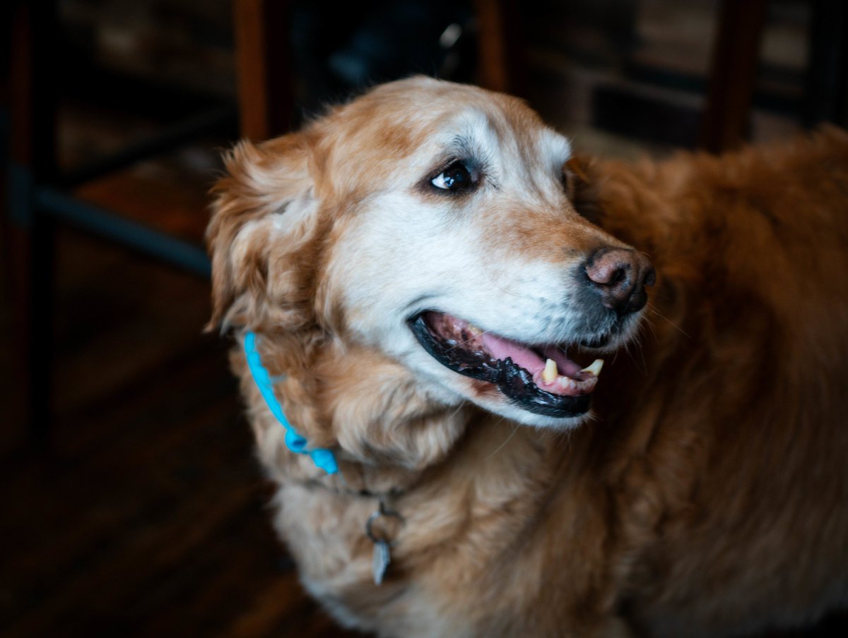 Happy #NationalDogDay2019 Post a picture of your furry friend and tag us #SunnysModernDiner and be entered to win a fabulous Sunny's bandana. #contest #Kelowna