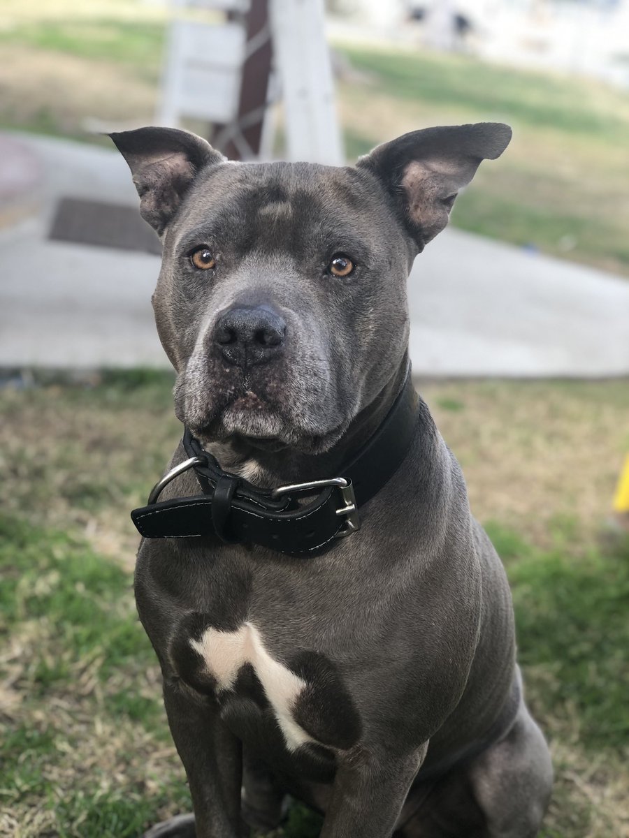 jsnaczrs's tweet photo. #happynationaldogday to my big boy who still is a puppy and a baby a heart, my kid who’s going to live forever 🥺 https://t.co/AsxfcZoYmL