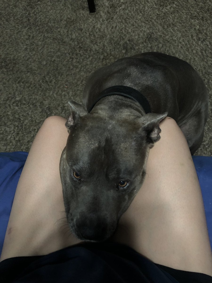 jsnaczrs's tweet photo. #happynationaldogday to my big boy who still is a puppy and a baby a heart, my kid who’s going to live forever 🥺 https://t.co/AsxfcZoYmL