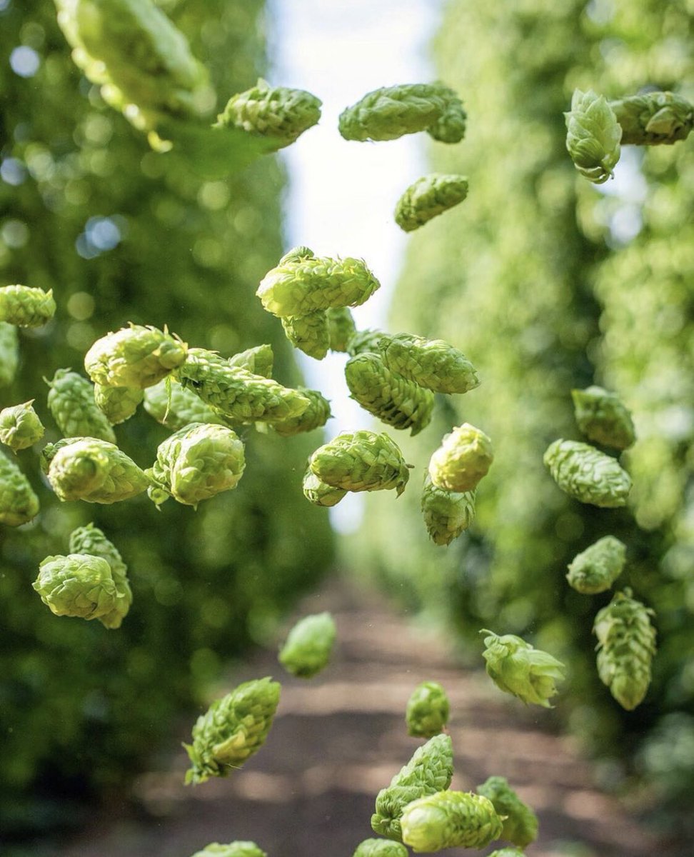 #FutureBeer <a href="/ColemanAgOregon/">Coleman Agriculture</a>