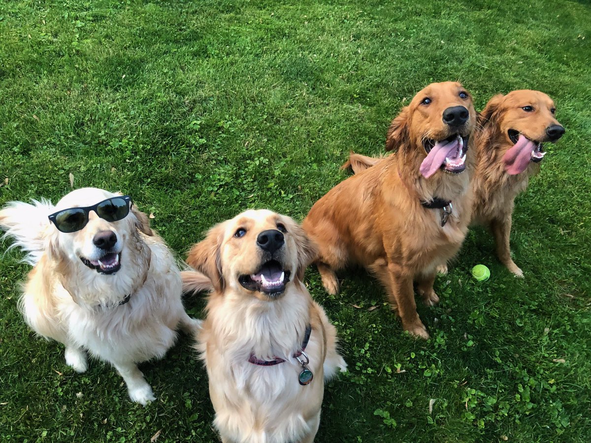 BridgeJetVan's tweet photo. @dog_rates https://t.co/GOD1dGdlaT