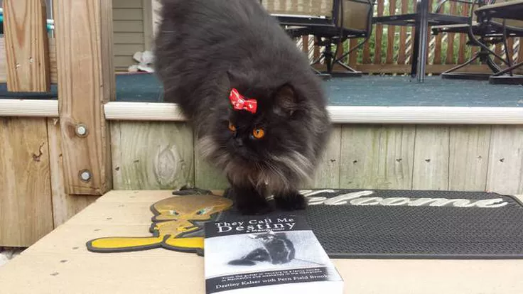 Destinykalser's tweet photo. As our Furriend Angel Eyes explains in her review, you'll feel the love &amp; soft purrs that Destiny gave to Fern when you read They Call Me Destiny  30% Off for 1 MORE DAY ! w PromoCode TCMD30 #MondayMotivation #CatsOfTwitter 
https://t.co/72z384wyyp https://t.co/cNc4UxnuLL