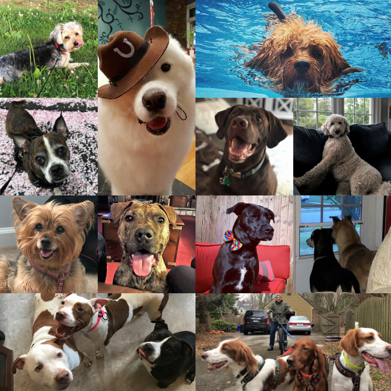 WhiteandWil's tweet photo. Today is #NationalDogDay! In celebration of man's best friend, we're featuring the BFFs of White and Williams lawyers and staff! 💕🐕 https://t.co/e5qrfzwizo