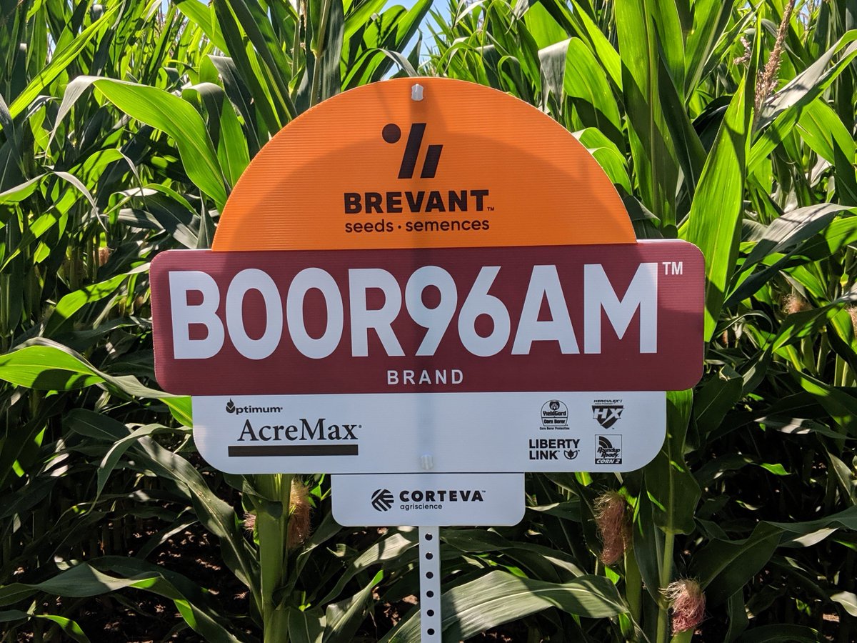 INTRODUCING - B00R96AM - 100 Day 3000HU - A new leader in the 100RM range for yield and consistency.  Very good drought tolerance and above average test weight.  Strong root and stalk strength for good late season harvestability! <a href="/BrevantSeedsCA/">Brevant seeds Canada</a> #virtualplottour