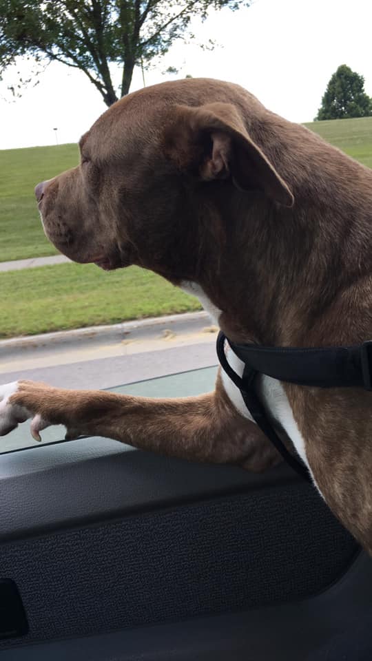 SaveABullMN's tweet photo. What dog doesn't love a good car ride!
Meet Cleo - she is looking for a great driver!
https://t.co/4Bszlbow2J
#nationaldogday #saveabullmn #InternationalDogDay #adoptdontshop #dogsofmsp #NationalDogDay2019 #adoptCleo https://t.co/cIHRrF5AWn