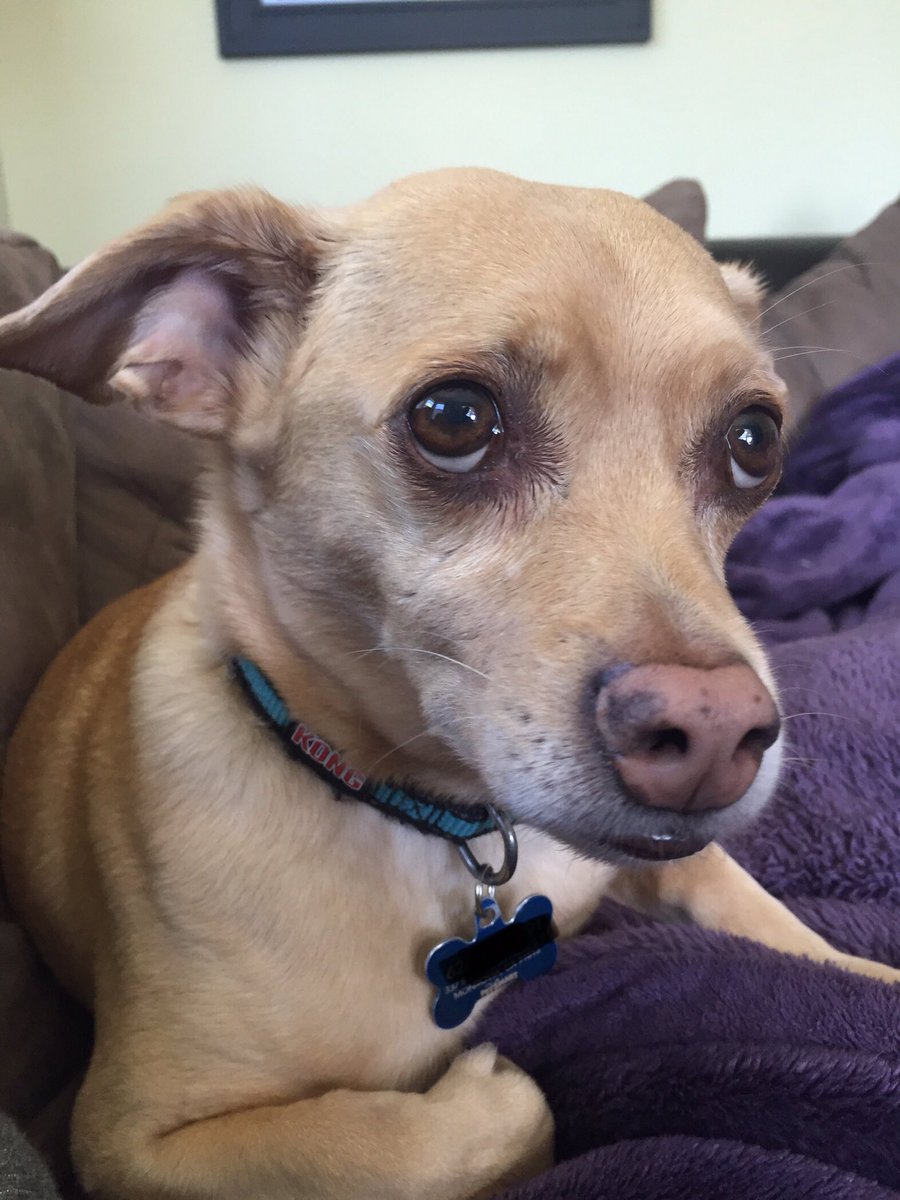 LindsayNadrich's tweet photo. Happy #NationalDogDay from Ollie. My boyfriend found him hurt, hiding under a car when he was just a puppy. Now 9 years later he’s extremely spoiled. ☺️❤️ #kgwdogs #portlandpups https://t.co/SEFIej5GeW