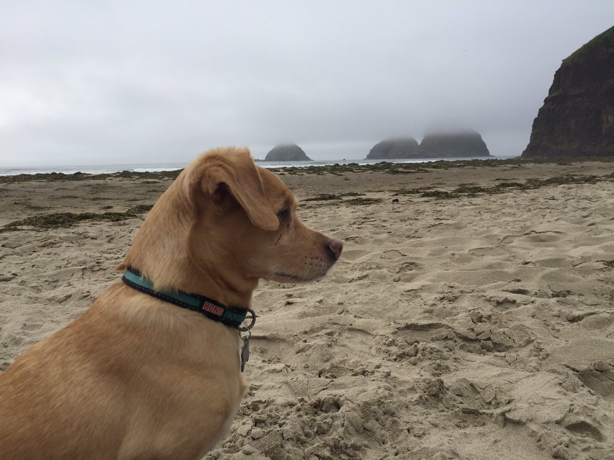 LindsayNadrich's tweet photo. Happy #NationalDogDay from Ollie. My boyfriend found him hurt, hiding under a car when he was just a puppy. Now 9 years later he’s extremely spoiled. ☺️❤️ #kgwdogs #portlandpups https://t.co/SEFIej5GeW