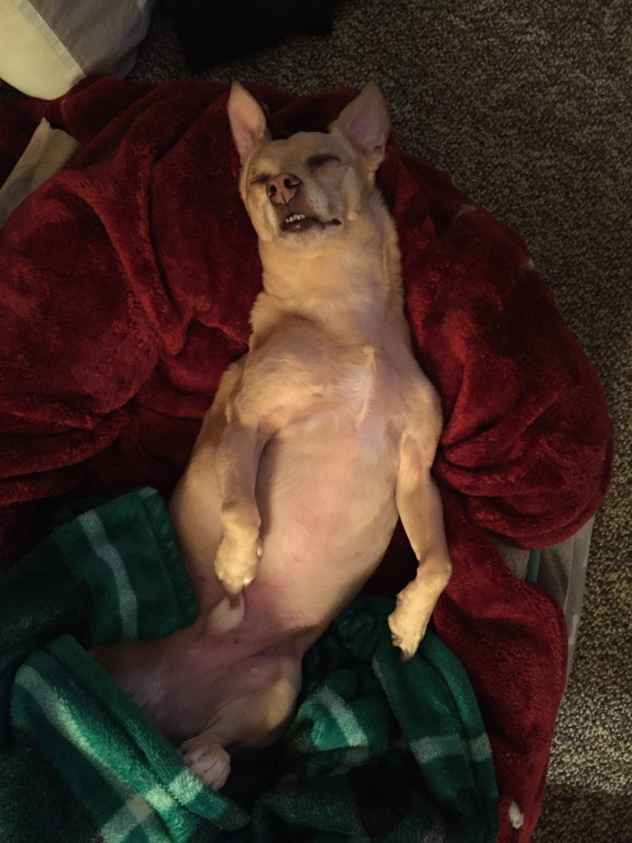 LindsayNadrich's tweet photo. Happy #NationalDogDay from Ollie. My boyfriend found him hurt, hiding under a car when he was just a puppy. Now 9 years later he’s extremely spoiled. ☺️❤️ #kgwdogs #portlandpups https://t.co/SEFIej5GeW