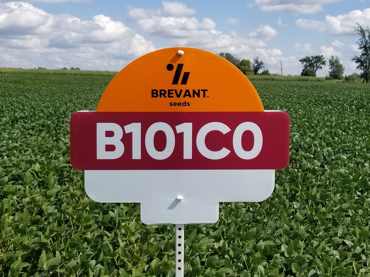 B101C0 - 1.0RM 2800HU - This conventional yellow hilum variety, is a strong performer in this maturity group, and is part of our Food Grade IP Soybean program. Its shorter in plant height compared to Colby, and prefers a narrow row. <a href="/BrevantSeedsCA/">Brevant seeds Canada</a> #virtualplottour