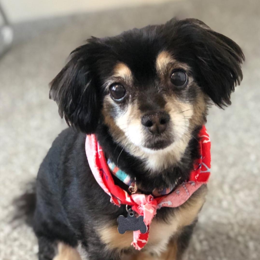 Happy #NationalDogDay to our favorite four-legged coworkers: Roc, Buddy, Arie and Molly!