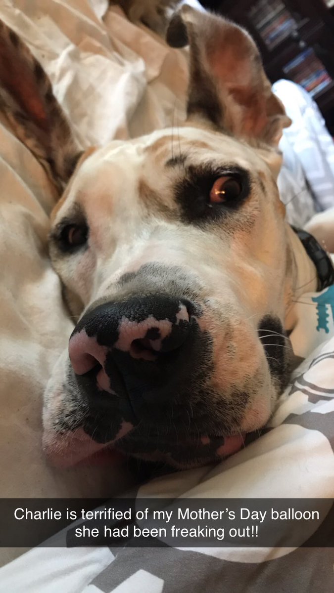 AYATESGOLFER's tweet photo. #InternationalDogDay https://t.co/nmeW8NCEMq