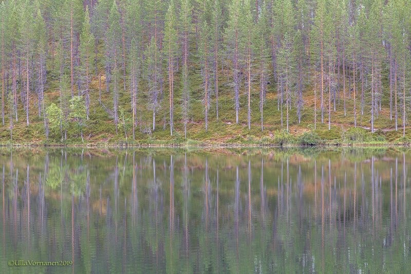 Mäntymetsä 💚 Pineforest
#mänty #metsä #järvi #heijastus #luonto #Hossa #Suomi #Finland #pine #forest #lake #reflection #nature #finnishnature