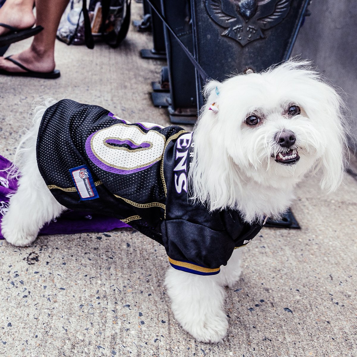 justin tucker dog jersey