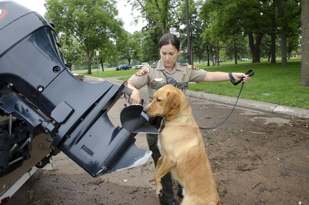 DrKatfish's tweet photo. Paw-patrol: The Minnesota DNR uses dogs to sniff out invasive zebra + quagga mussels (even the microscopic larvae!) on boats. Boat inspections help prevent introductions of harmful invasive species to new waterbodies. #InternationalDogDay (📷: @mndnr) https://t.co/J1d4C3iVdS https://t.co/Z749XknhUK