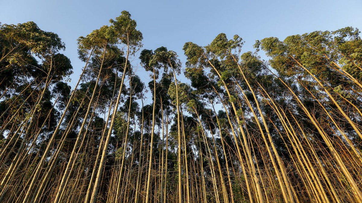 This is especially prudent now, as we collectively worry about the future of the Amazon rainforest. 

Scientists say sustainable forestry organizations should lift ban on biotech trees bit.ly/2NxwMc4