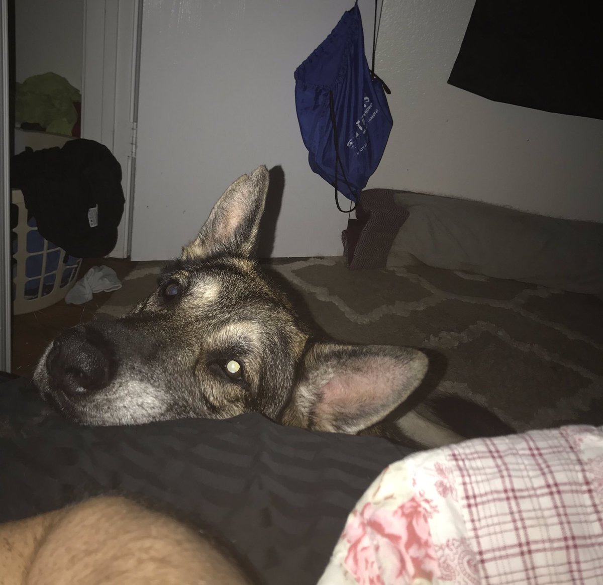 DFWRoxie's tweet image. I get two treats at night before bed, buuuuuuuuuuut sometimes I try and trick @fsp80 and pretend I didn’t get any. He prentends to fall for it and gives me 1 more, but I know it’s because I’m so damn cute. #NationalDogDay #mansbestfriend #AdoptDontShop #gsdsoftwitter