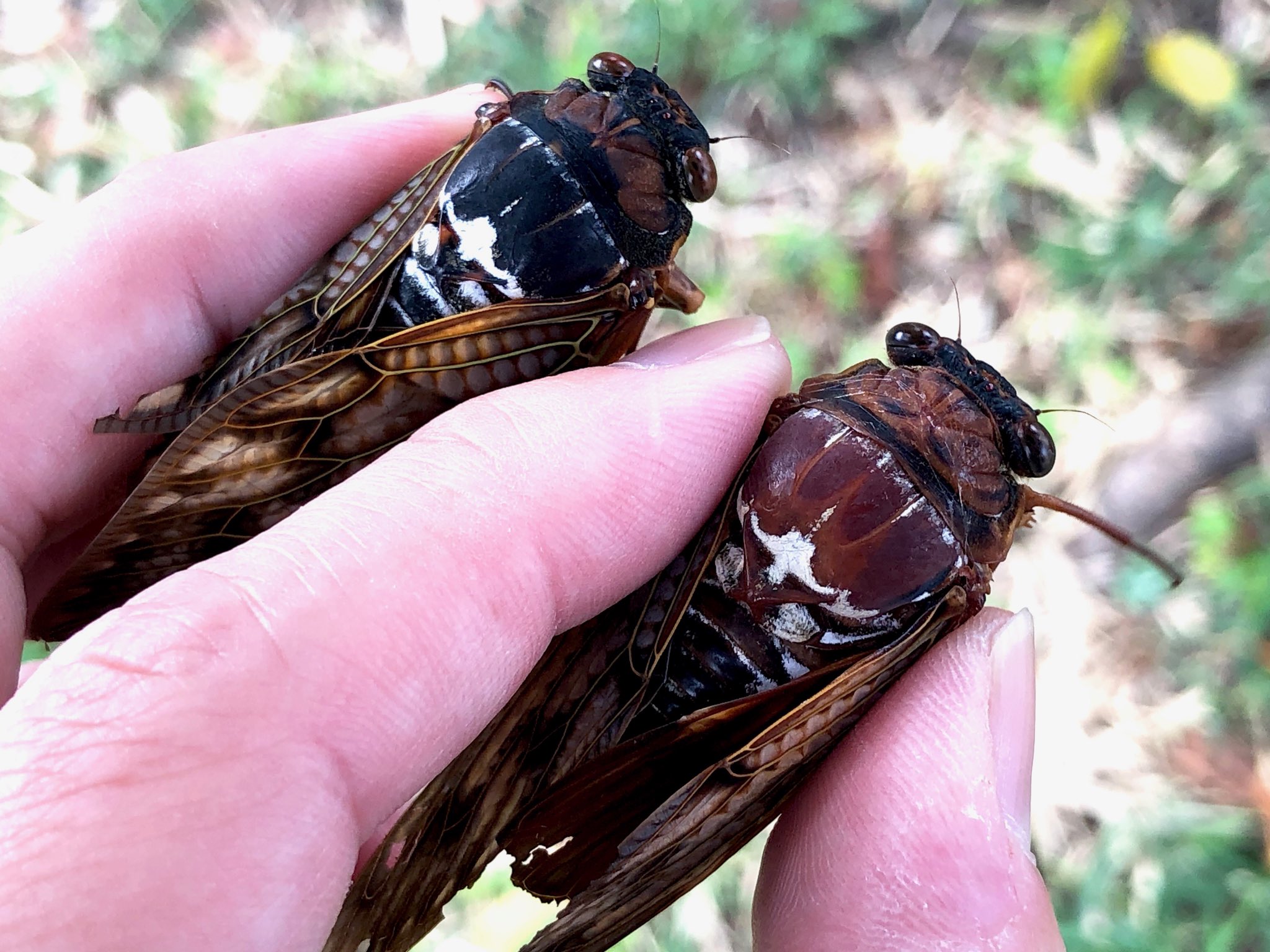 Antroom 島田拓 今日もいました 赤いアブラゼミ T Co P9nd8oylv0 Twitter