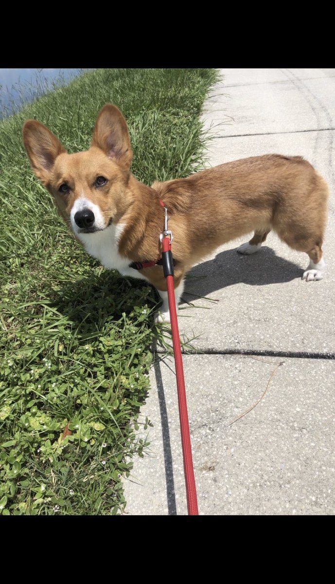 TheCorgiCheddar's tweet image. It’s international me day?! #InternationalDogDay #Corgi