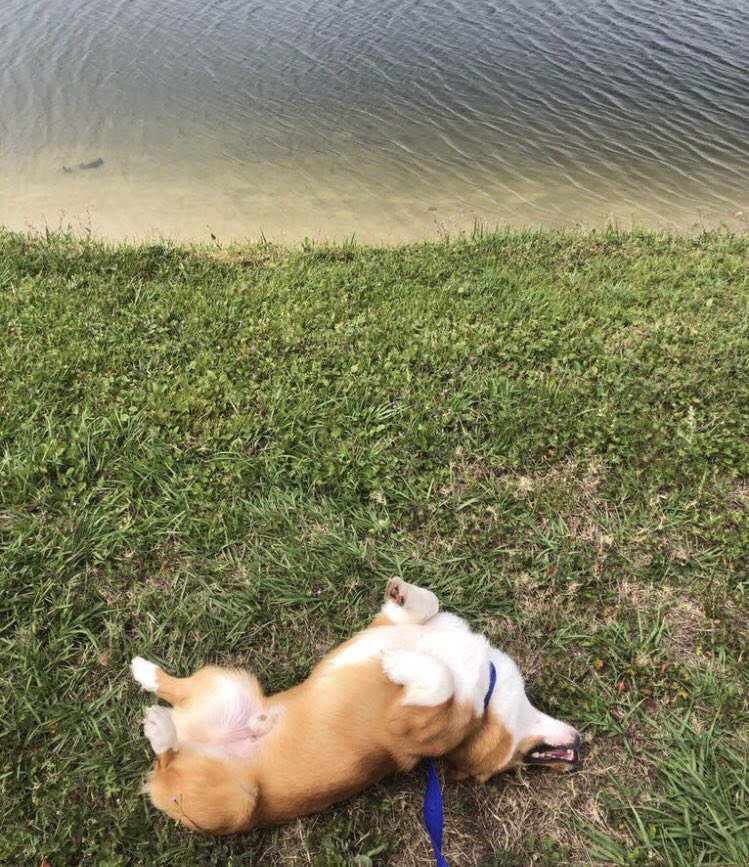 TheCorgiCheddar's tweet image. It’s international me day?! #InternationalDogDay #Corgi