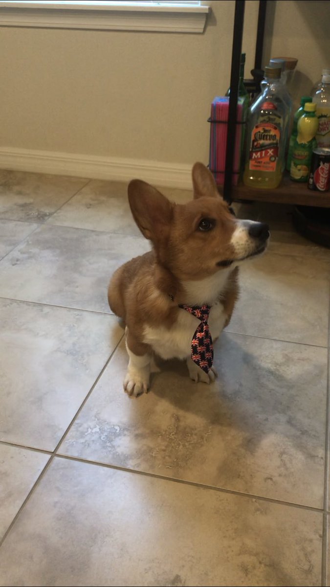 TheCorgiCheddar's tweet image. It’s international me day?! #InternationalDogDay #Corgi